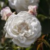 Trandafir Istoric Boule de Neige