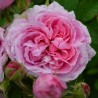 Trandafir Istoric Comte de Chambord