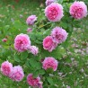 Trandafir Istoric Comte de Chambord