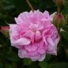 Trandafir Istoric Fantin-Latour