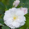 Trandafir Istoric Fimbriata