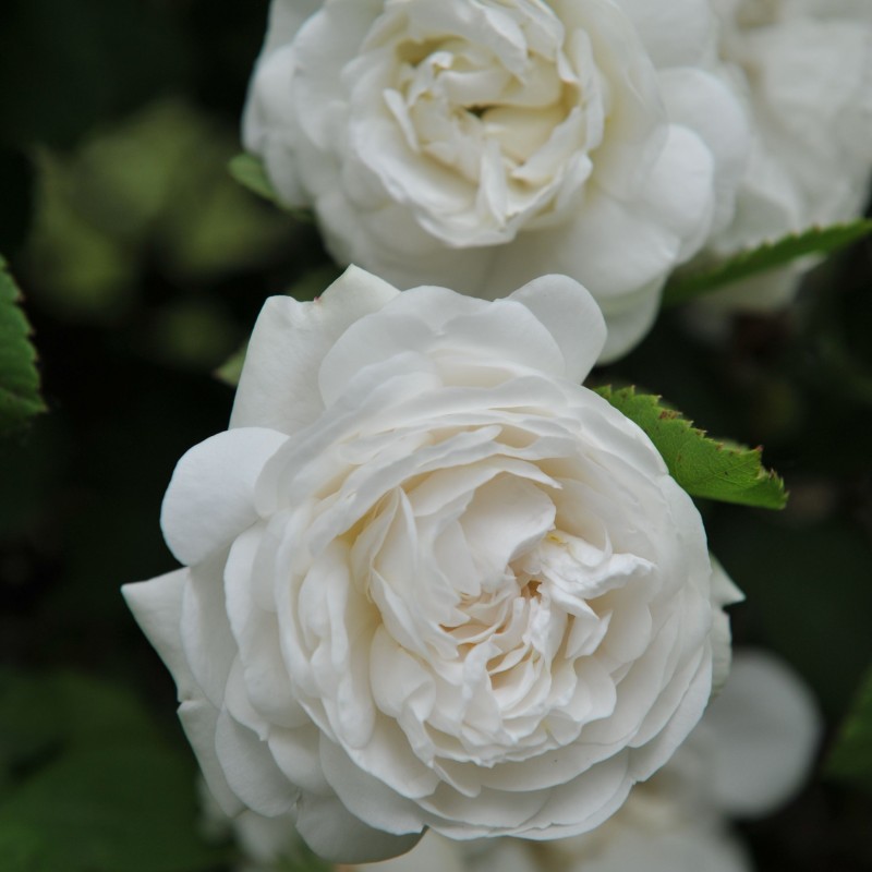 Trandafir Istoric Madame Plantier