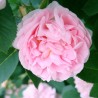 Trandafir Istoric New Maiden Blush