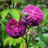 Trandafir Istoric Reine des Violettes