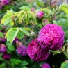 Trandafir Istoric Reine des Violettes