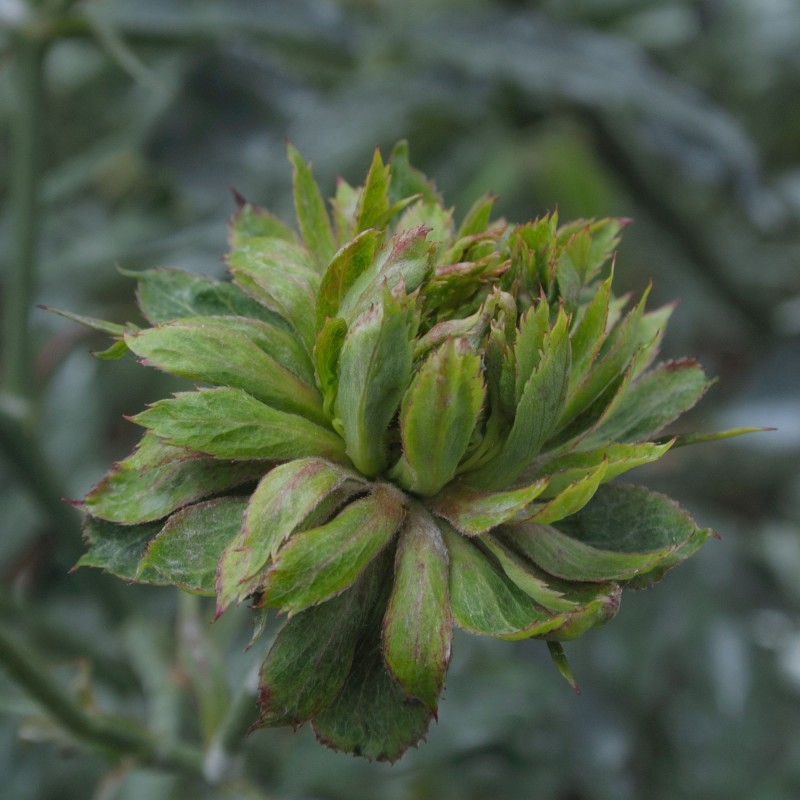 Trandafir Istoric Rosa viridiflora