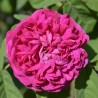 Trandafir Istoric Rose de Resht