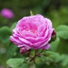 Trandafir Istoric Rose des Peintres
