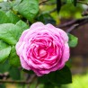Trandafir Istoric Rose des Peintres