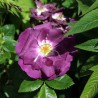 Trandafir Istoric Violacea