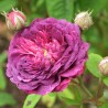 Trandafir Istoric William Lobb