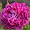Trandafir Istoric William Lobb