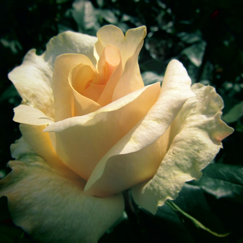 Trandafir Teahibrid Casanova