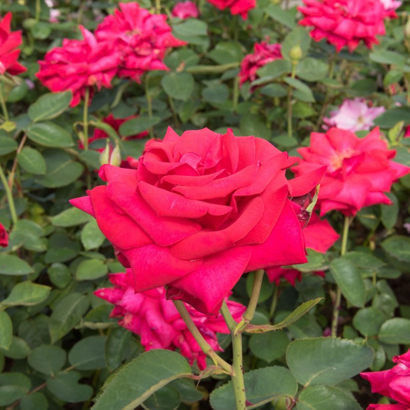 Trandafir Teahibrid National Trust