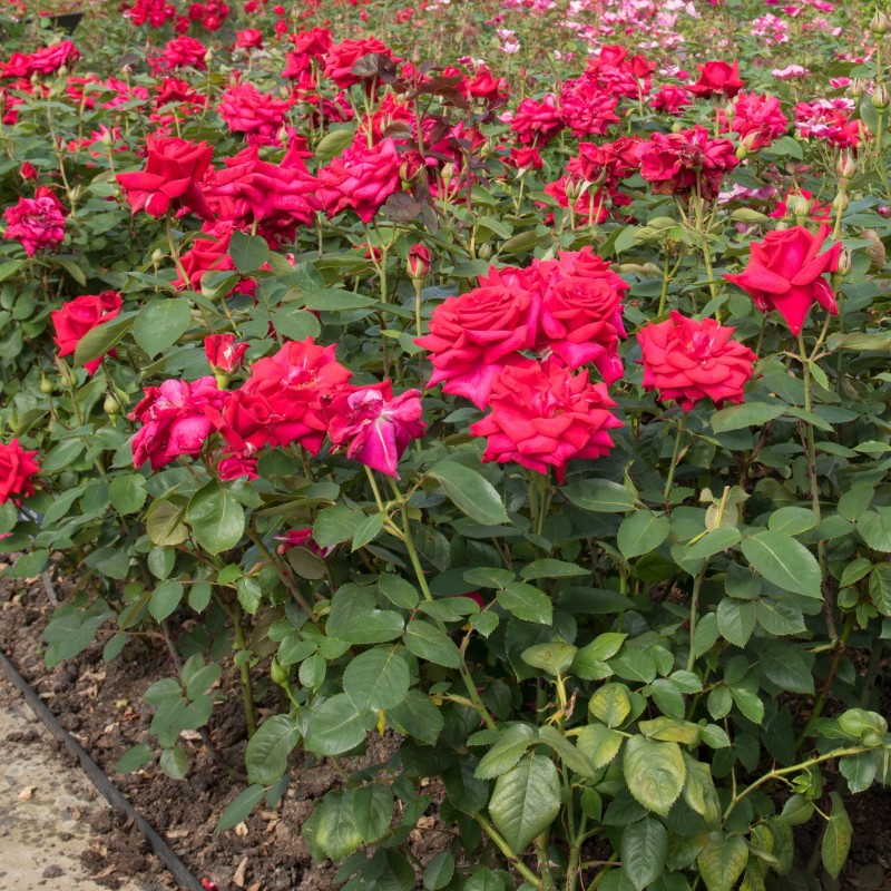 Trandafir Teahibrid National Trust