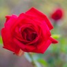 Trandafir Teahibrid Dame de Coeur