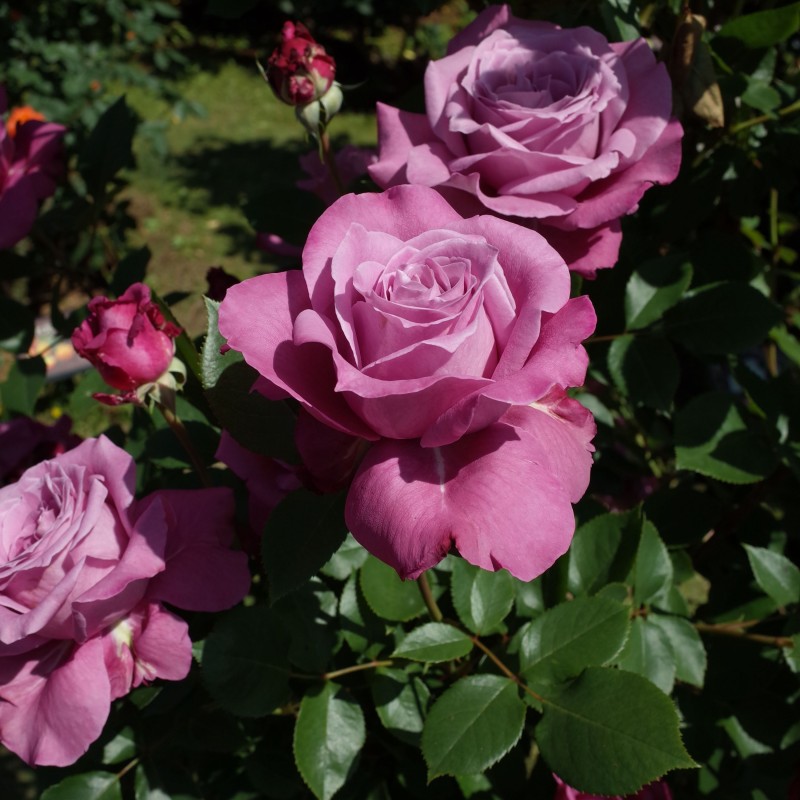 Trandafir Violette Parfum Beetrose