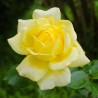Trandafir Golden Delight