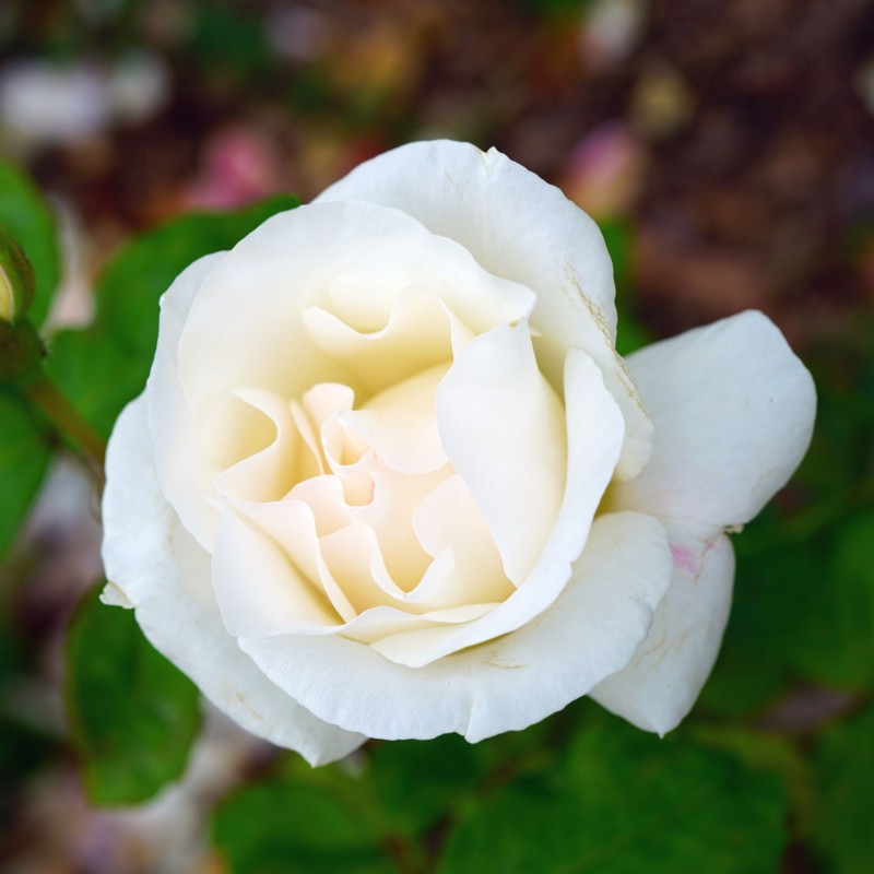 Trandafir White Queen Elizabeth