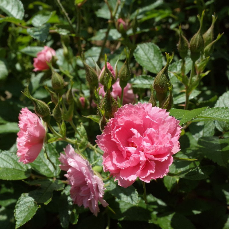 Trandafir tufa Pink Grootendorst