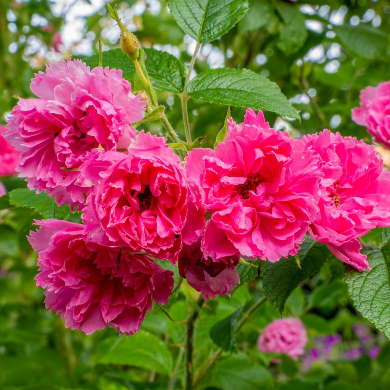 Trandafir tufa Pink Grootendorst