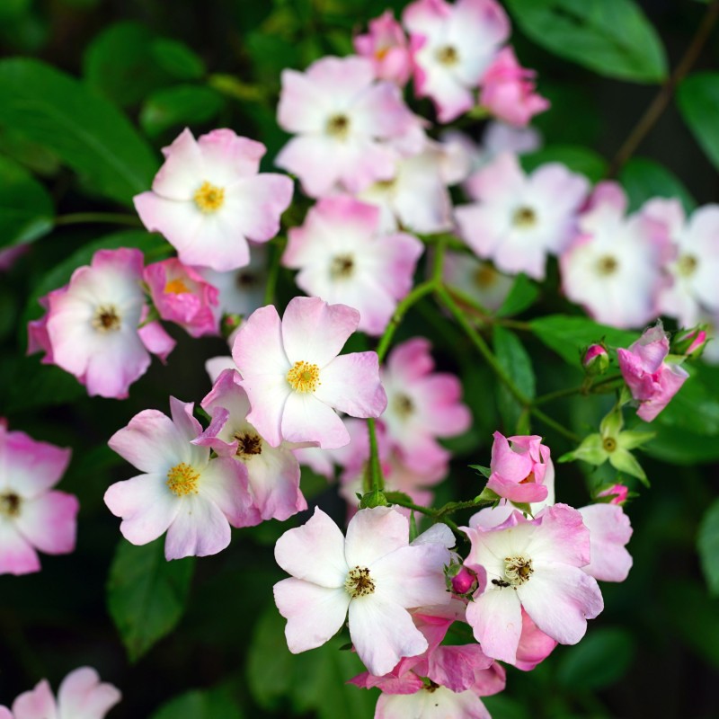 Trandafir tufa Ballerina