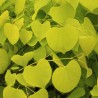 Arbore de Iudeea Hearts of Gold