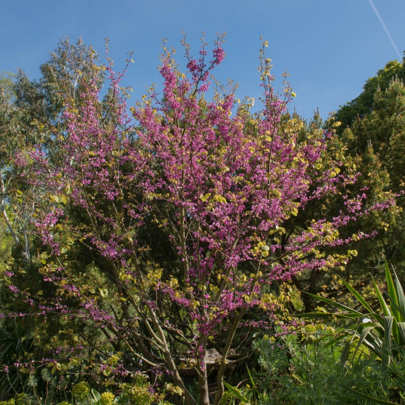 Arborele Iudei Bodnant