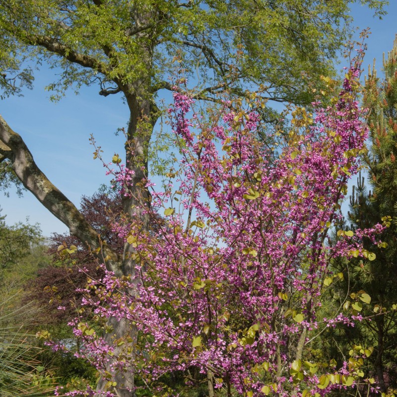 Arborele Iudei Bodnant