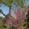 Arborele Iudei Bodnant