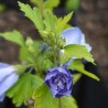 Zamosita de Siria Blue Chiffon