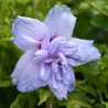 Zamosita de Siria Blue Chiffon