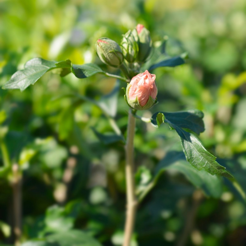 Zamosita de Siria Lady Stanley