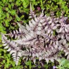 Feriga Athyrium niponicum Silver Falls