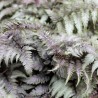 Feriga Athyrium niponicum Red Beauty