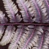 Feriga Athyrium niponicum Red Beauty