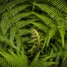 Feriga Dicksonia antarctica