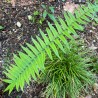 Feriga Dryopteris atrata