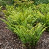 Feriga Dryopteris atrata