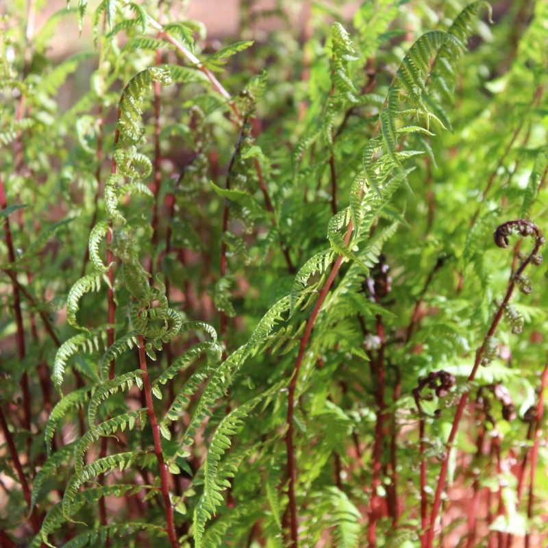 Feriga Athyrium filix femina Lady in Red