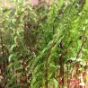 Feriga Athyrium filix femina Lady in Red