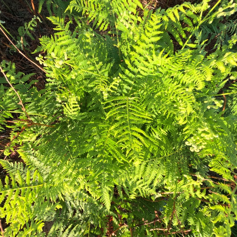 Feriga Athyrium filix femina Lady in Red
