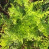 Feriga Athyrium filix femina Lady in Red