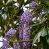 Glicina Wisteria floribunda Black Dragon
