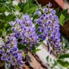 Glicina Wisteria macrostachya Blue Moon