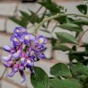 Glicina Wisteria macrostachya Blue Moon