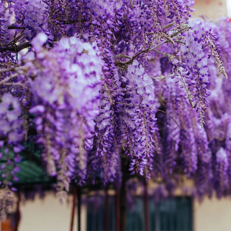 Glicina Prolific