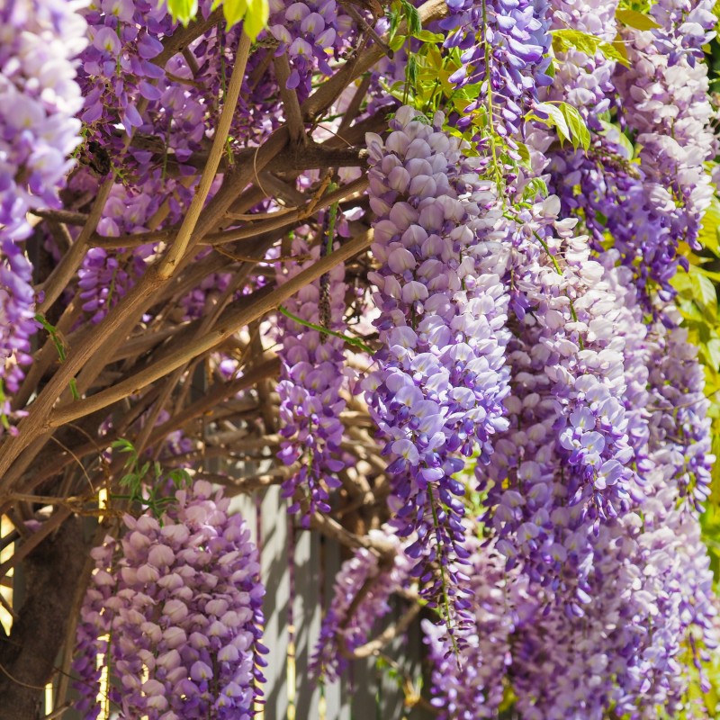 Glicina Prolific