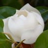 Magnolia grandiflora