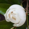 Magnolia grandiflora